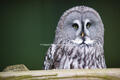 Great Grey Owl at Huxley's Bird of Prey Centre