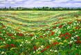 John Thompson: Poppy Meadow