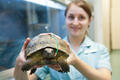 A 77 year old turtle is treated at Seers Croft