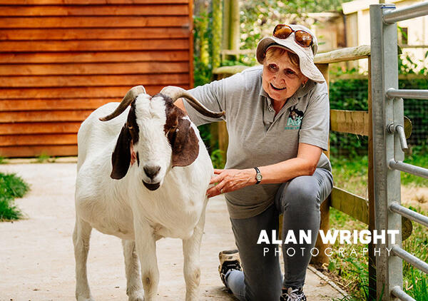 Cheryl Tofield-Cook with one of the Boer goats at ABC Animal Sanctuary (©AAH/Alan Wright)