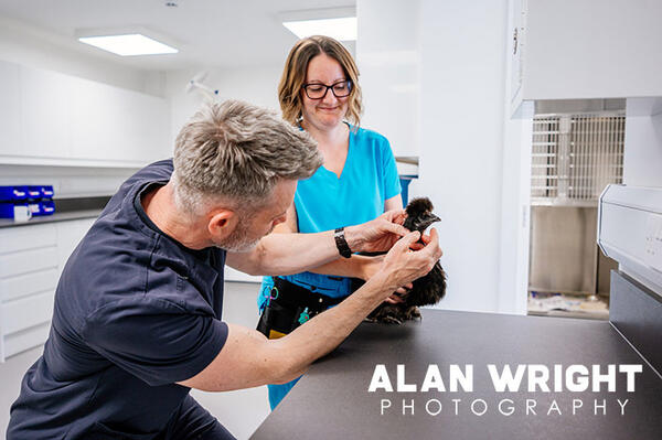 DAN AND NURSE LIZZIE SIMPSON HELP FRANKIE THE CHICKEN (©AAH/AW) DAN AND NURSE LIZZIE SIMPSON HELP FRANKIE THE CHICKEN (©AAH/AW)