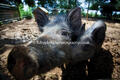 ABC Animal Sanctuary ABC Animal Sanctuary