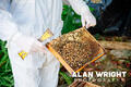 Elizabeth Ready and son Joseph tend to bees in the garden of their Horsham home (©AAH/Alan Wright)