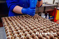 Adding white chocolate to ‘hot cross truffles’ (©AAH/Alan Wright)
