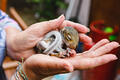 Baby squirrel taken to the rescue centre