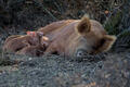 Tamworth pigs (©Knepp Wild Range)