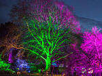 Leonardslee Lights Leonardslee Lights