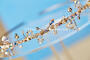 Lucibelle Tiaras Lucibelle Tiaras