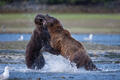 Brown Bears (Picture ©Michael Vickers)