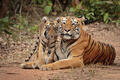Tigers in India (Picture ©Michael Vickers)
