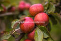 Nuthurst Orchard