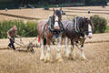 West Grinstead Agricultural Society Annual Ploughing Match