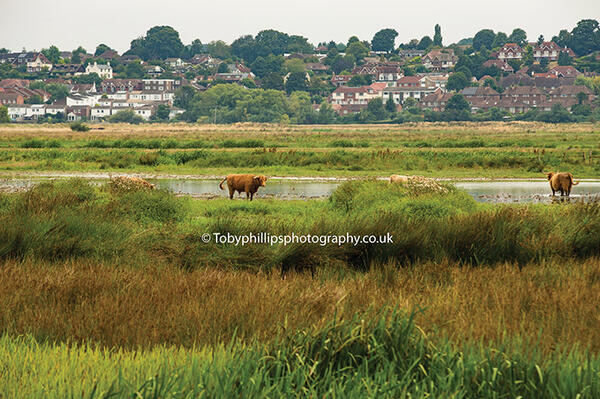 RSPB Pulborough Brooks