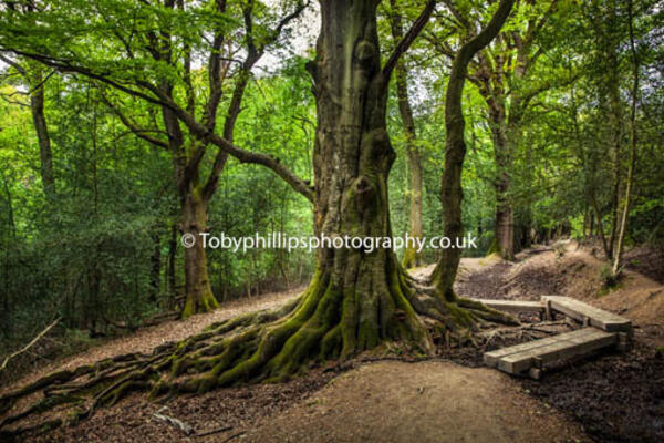 St Leonards Forest St Leonards Forest