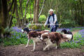 Dog walking is popular in the forest Dog walking is popular in the forest