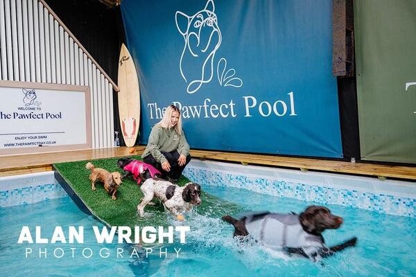 Monty and Bracken chase a ball at The Pawfect Pool (©AAH/Alan Wright) Monty and Bracken chase a ball at The Pawfect Pool (©AAH/Alan Wright)