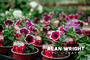 Village Nurseries, West Chiltington Village Nurseries, West Chiltington