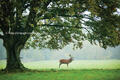 Red Deer at Warnham