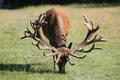 An example of good antlers!