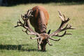 An example of good antlers! An example of good antlers!