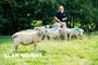 Fliss Lewis treats the flock to biscuits (©AAH/Alan Wright) Fliss Lewis treats the flock to biscuits (©AAH/Alan Wright)