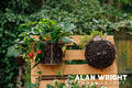 Hebridean wool is ideal for hanging baskets (©AAH/Alan Wright)