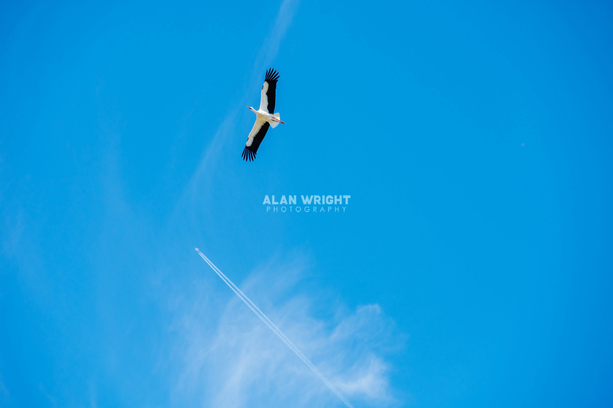 THE WHITE STORK PROJECT AT KNEPP (2025)